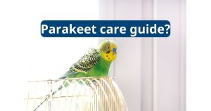 parakeet care guide
