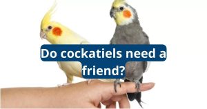 do cockatiels need a friend