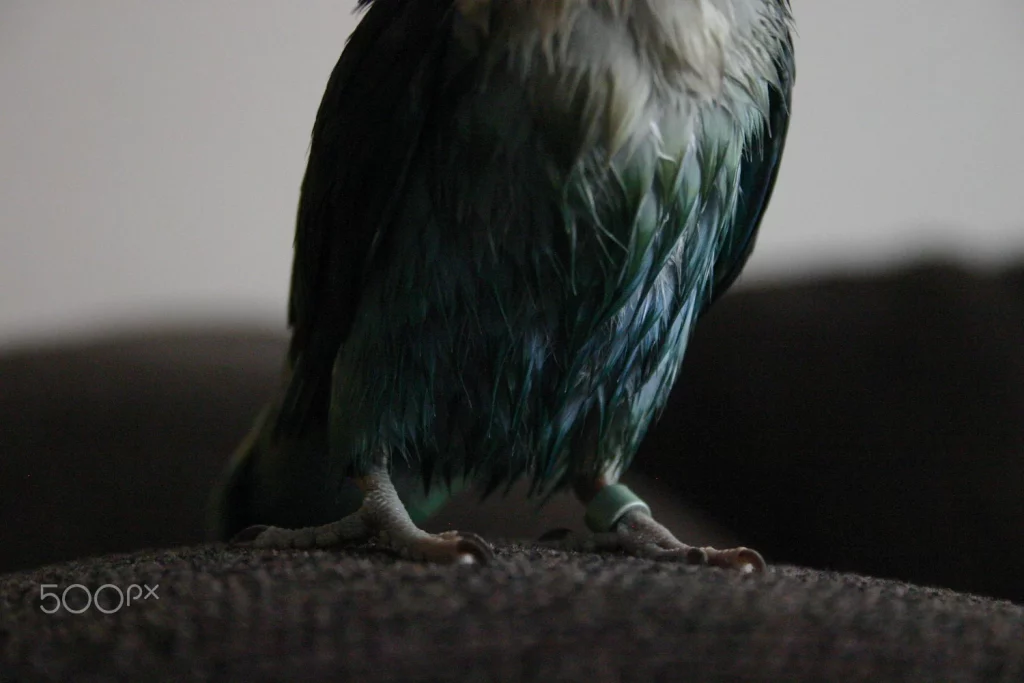 Can Lovebirds Live Alone