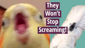 Cockatiel-parrot-sits