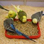 Feeding-budgies
