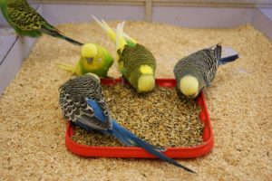 Feeding-budgies