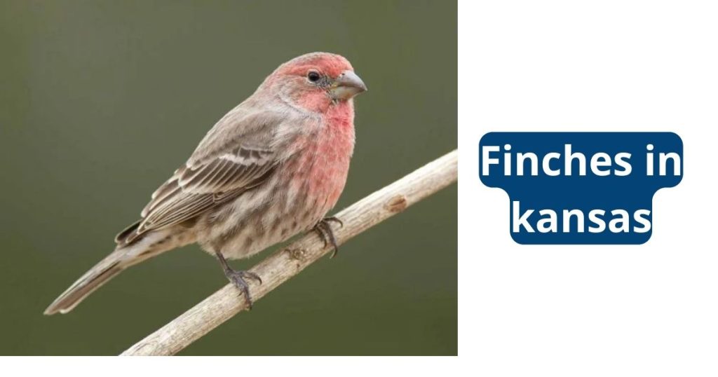 Finches in kansas
