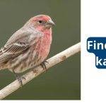 Finches in kansas