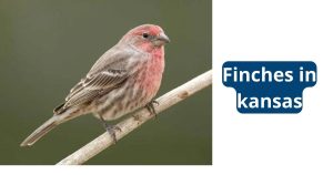 Finches in kansas
