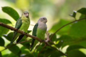 Grey-Headed-Lovebirds_David-Havel_Shutterstock