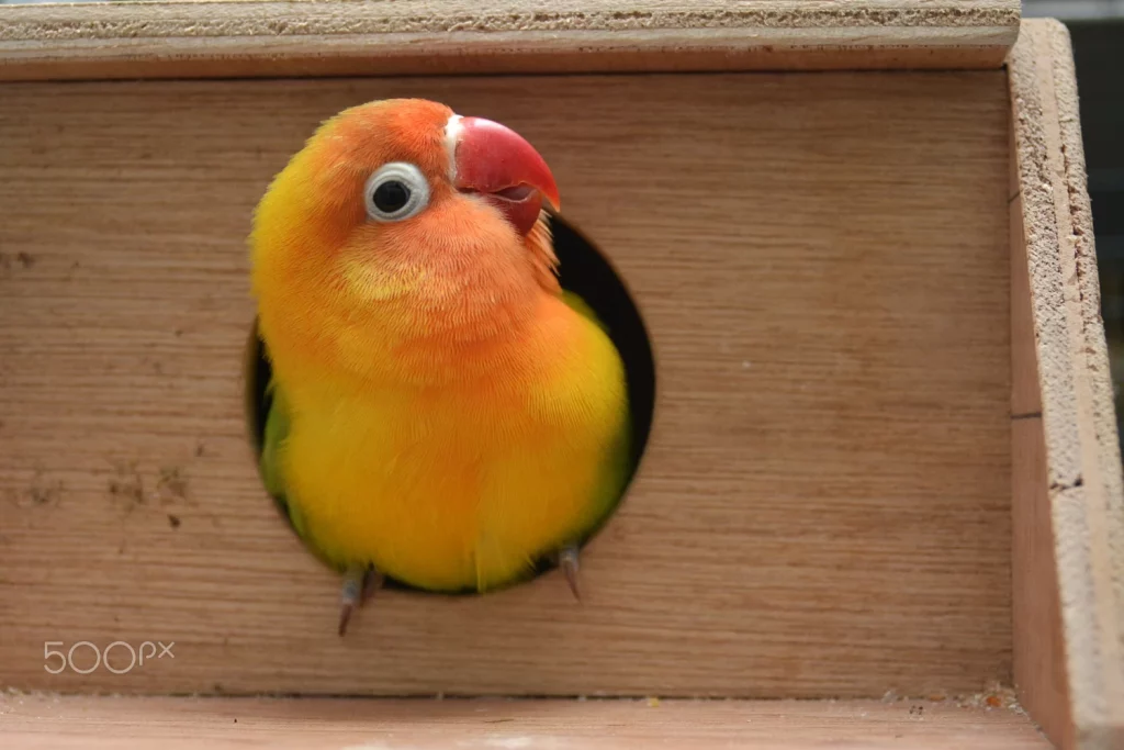How to Train Lovebirds