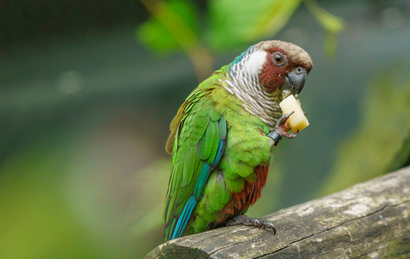 Can Macaws Eat Mushrooms?