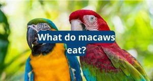 What do macaws eat