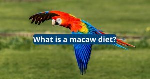 What is a Macaws Diet