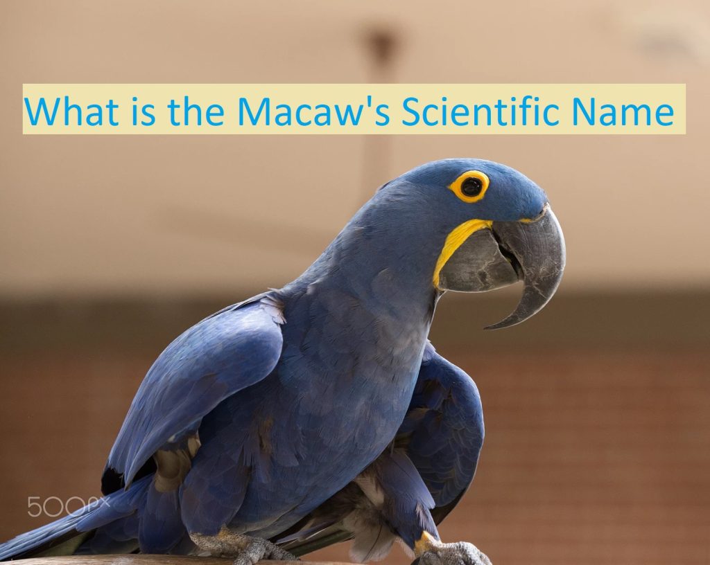 What is the Macaw Scientific Name