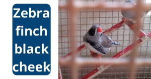 Zebra Finch black cheek