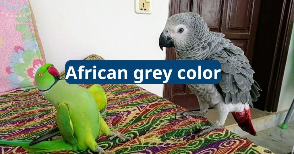 african grey color
