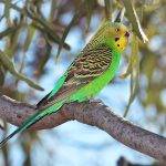 budgerigar