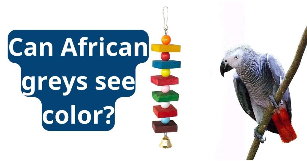 can african greys see color