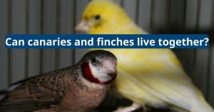 can canaries and finches live together