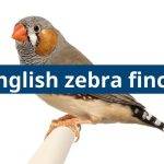 English Zebra Finch