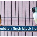 gouldian finch black head