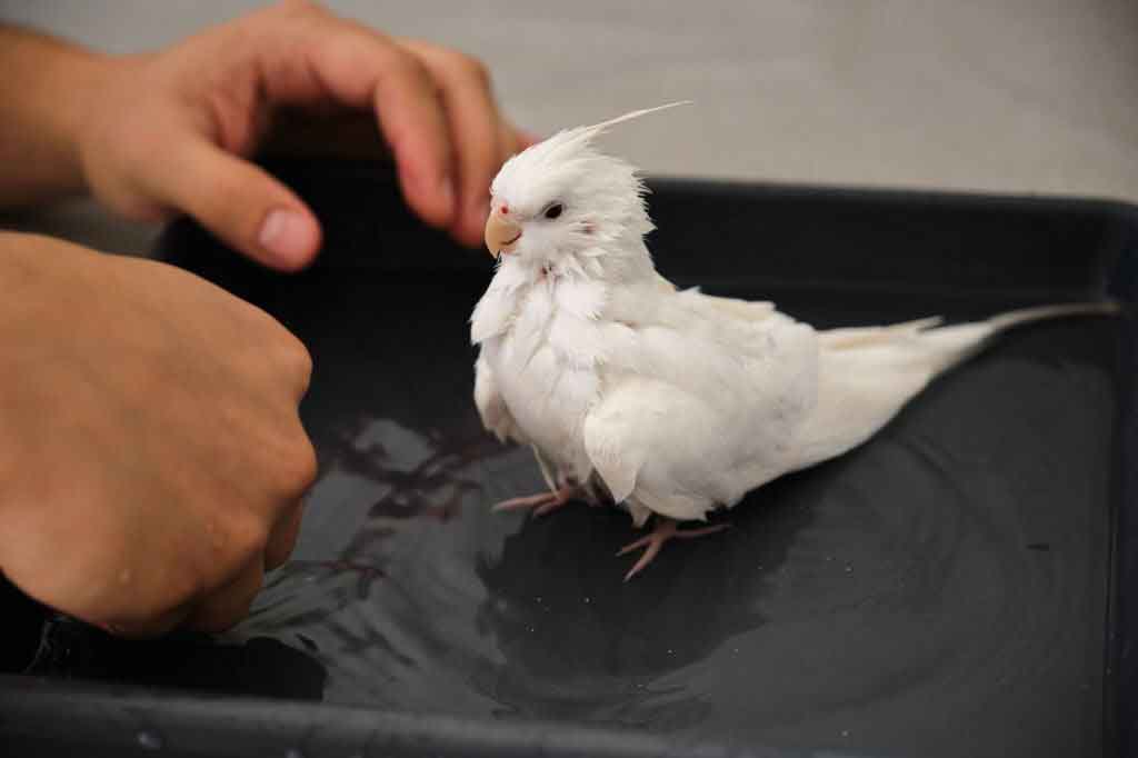 how-often-should-you-bathe-a-cockatiel