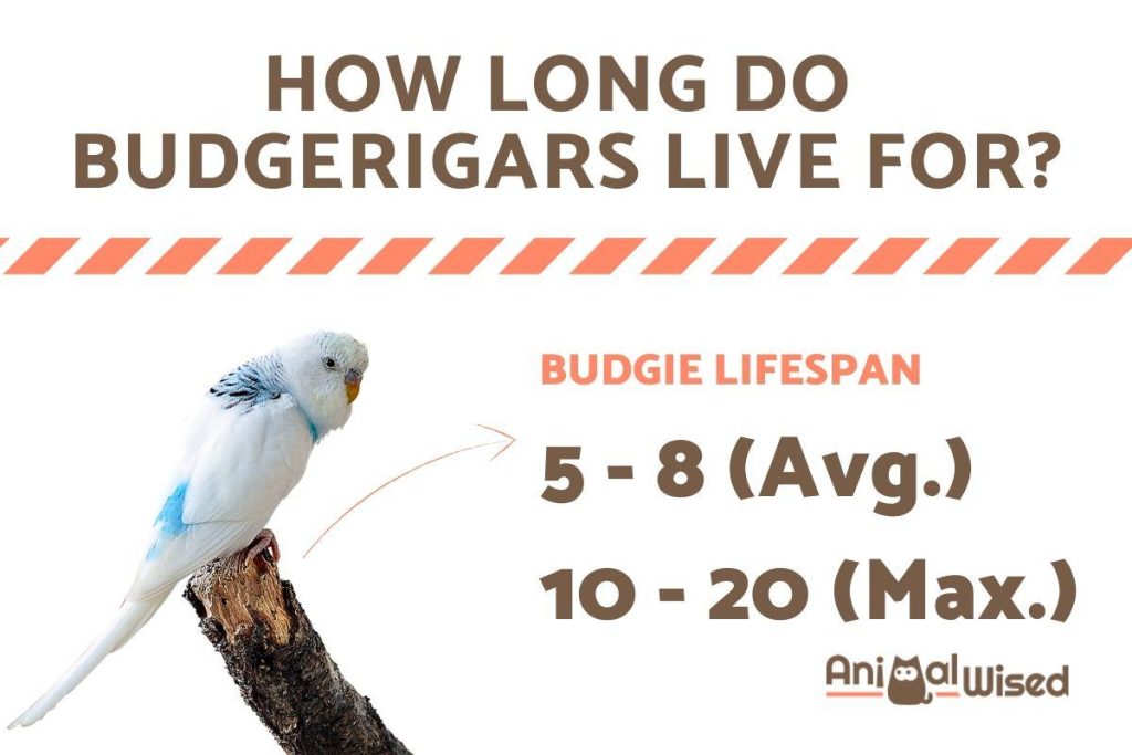 how_long_do_budgerigars_live_for_62_orig