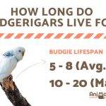 how_long_do_budgerigars_live_for_62_orig
