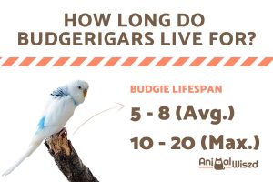 how_long_do_budgerigars_live_for_62_orig