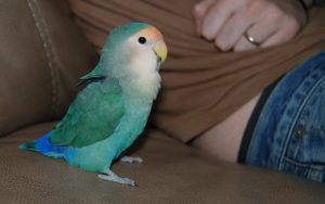 lovebirds-lex