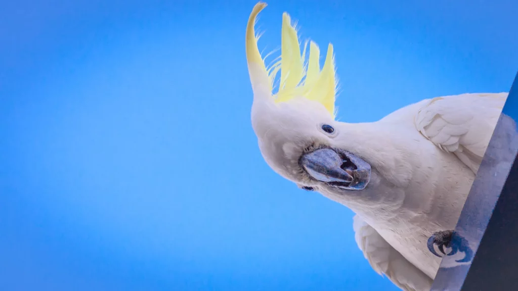 what is a cockatoo