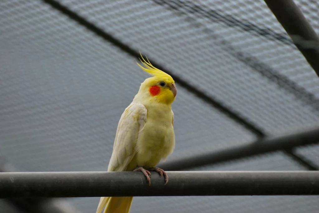 Cockatiel Behavior