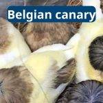Belgian Canary