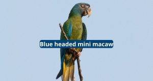 Blue Headed Mini Macaw