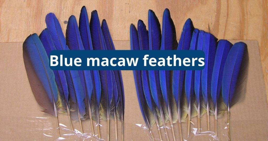 blue macaw feathers