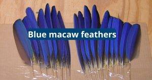 blue macaw feathers