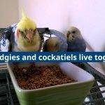 can budgies and cockatiels live together