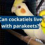 Can Cockatiels Live With Parakeets