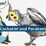 Cockatiel and Parakeet