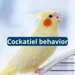 Cockatiel Behavior