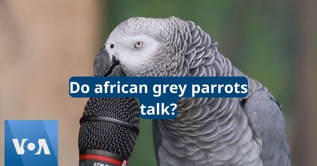 do african grey parrots talk