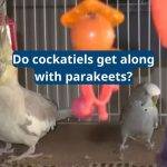 do cockatiels get along with parakeets