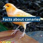 Facts About Canaries