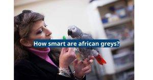 how smart are african greys
