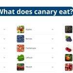 What Does Canary Eat?