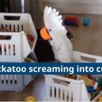 Cockatoo Screaming Into Cup