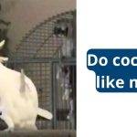 Why Do Cockatoos Like Music?