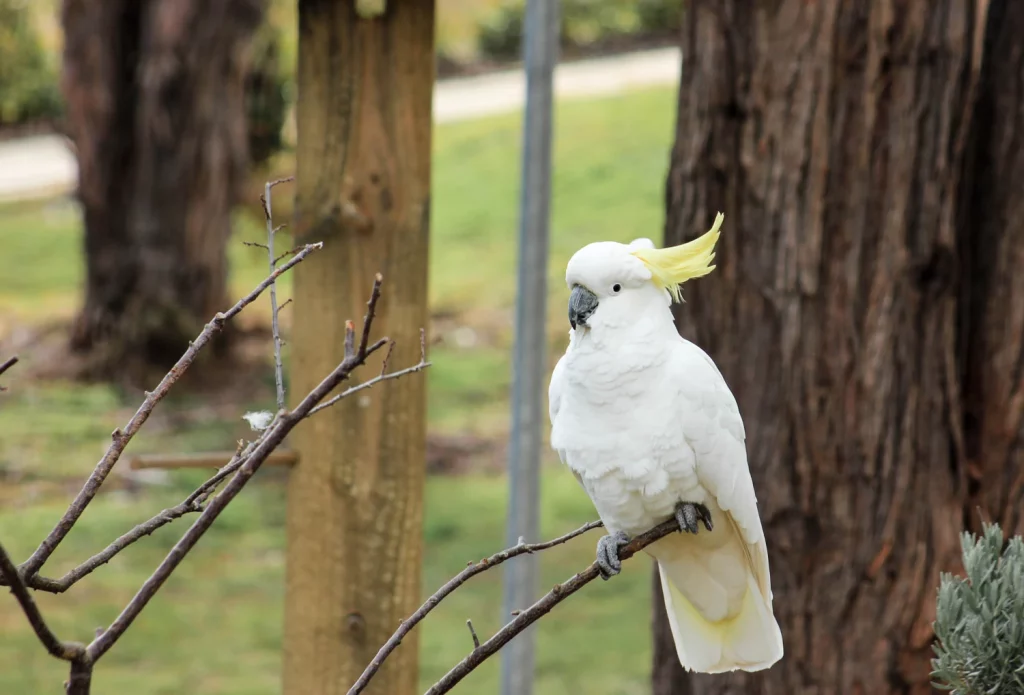 Why Do Cockatoos Headbang