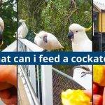 What Can I Feed a Cockatoo?