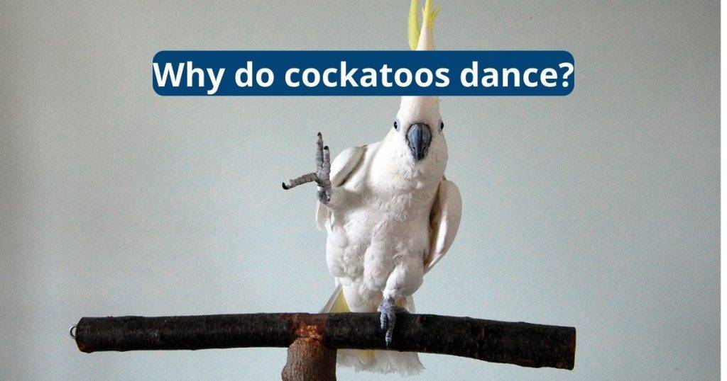 why do cockatoos dance