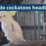 Why Do Cockatoos Headbang?